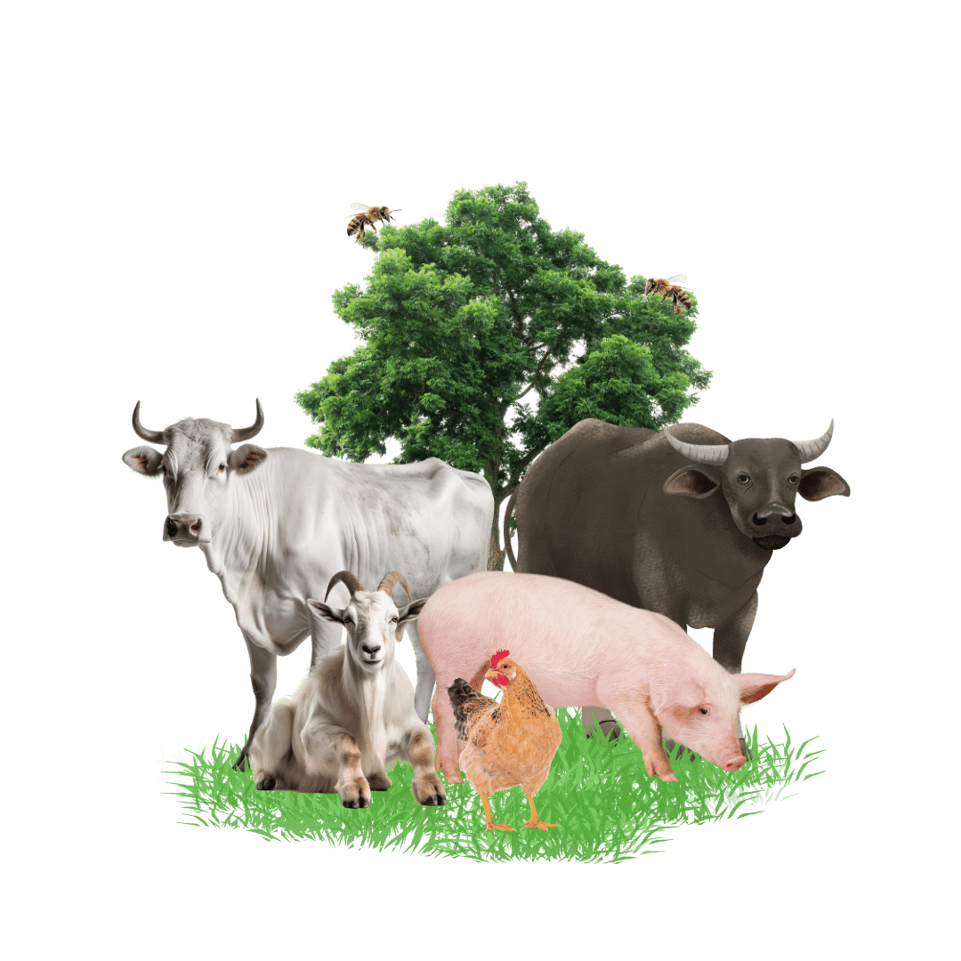 POC Carousel Infographic (5) livestock industry in the philippines